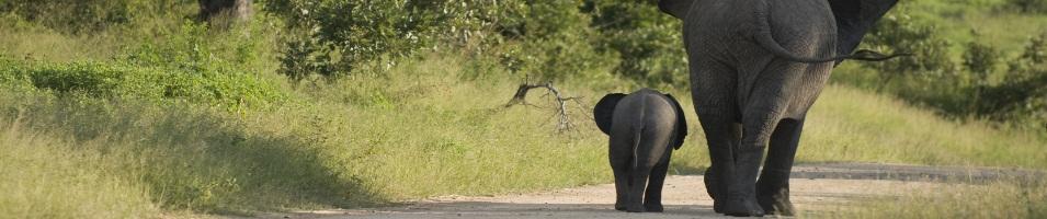 South Africa Elephants